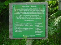 Fenella's Wood
